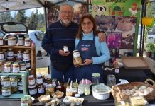 EN CASABLANCA CULTIVAN EXTRAÑA “PAPA” LLAMADA TOPINAMBUR