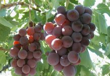 ANALIZAN FUTURO DE LA UVA DE MESA EN EL VALLE DE ACONCAGUA