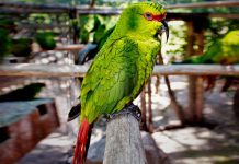 CODEFF realiza colecta en la Región Metropolitana para poder continuar su labor de rehabilitación de fauna silvestre