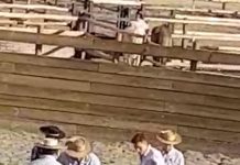 (VIDEO) A la justicia llegará nuevo caso de maltrato animal ocurrido en Calle Larga