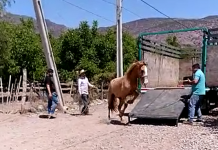 Inculpados en caso de caballar maltratado en Calle Larga se defienden y entregan su versión de los hechos. Acusan nula experiencia de quien se supone debe cuidar ahora al animal.