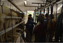 INDAP Y ESCUELA DEL QUESO SANTA ROSA REALIZAN EXITOSA CAPACITACIÓN A CAMPESINOS DE LA REGIÓN DE VALPARAÍSO