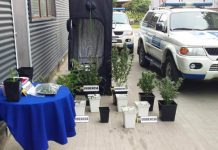 PDI DETECTA CULTIVO INDOOR DE MARIHUANA EN PLENO DE VIÑA DEL MAR