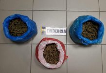 PDI LA CALERA INCAUTA MÁS DE TRES MIL DOSIS DE CANNABIS SATIVA