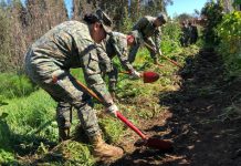 CONAF capacitó a 200 funcionarios del Ejército para combatir incendios forestales en San Antonio