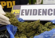 PDI INCAUTA MÁS DE DOS KILOS DE CANNABIS SATIVA EN PEAJE DE LOS VILOS