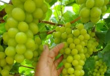 Difundirán beneficios de tecnologías sustentables a pequeños y medianos fruticultores