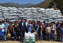 INDAP ENTREGA MÁS DE 130 TONELADAS DE ALIMENTO PARA GANADO EN COLLIGUAY, SANTA MARÍA, RINCONADA Y OLMUÉ