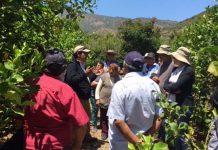 USUARIOS DE INDAP DE CARTAGENA SE CAPACITAN EN INJERTO DE LIMONEROS Y PALTOS