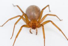 ADVIERTEN QUE ESTAMOS EN TEMPORADA ALTA DE ARAÑA DE RINCÓN