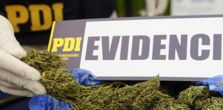 PDI DETUVO A BANDA QUE PRETENDÍA COMERCIALIZAR 11 KILOS DE MARIHUANA EN CONCÓN Y VIÑA DEL MAR