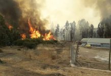 Santo Domingo: Ya son más de 1.020 hectáreas de pastizal, matorral, arbolado nativo y eucalipto en la comuna arrasados por el fuego, se mantiene Alerta Roja