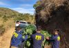PDI INCAUTA CERCA DE MIL PLANTAS DE MARIHUANA EN ALGARROBO