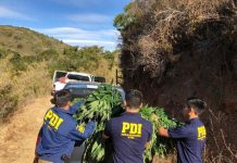 PDI INCAUTA CERCA DE MIL PLANTAS DE MARIHUANA EN ALGARROBO