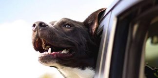 Mascotas en casa: el riesgo invisible de los parásitos para la salud humana