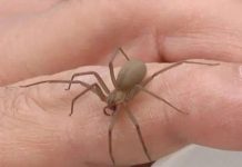 Picaduras de arañas, abejas y avispas: las más temidas del verano