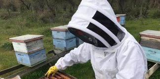 APICULTORES DE SAN ESTEBAN DUPLICAN COSECHA EN CENTRALES DE COLBÚN Y OBTIENEN MIEL MONOFLORAL DE QUILLAY