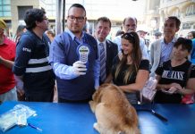 Subdere realiza llamado a municipios para postular al Plan de Esterilización Responsabilidad Compartida