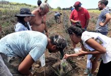 Uso de controladores biológicos en Rapa Nui: en la senda de una agricultura más limpia