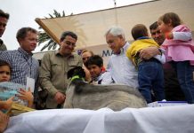 Registro Nacional de Mascotas ya supera los 200 mil inscritos