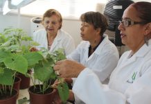 Expertas internacionales se capacitan en métodos de crianza de ácaros fitoseidos usados en el control biológico de plagas