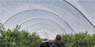 Fedefruta ya contabiliza 400 millones de dólares de pérdidas en la fruticultura por el sistema frontal