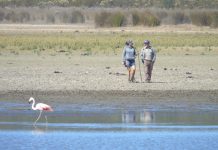 Registran inusual presencia de flamenco chileno en el lago Peñuelas de Valparaíso