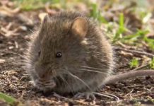 SALUD CONFIRMÓ NUEVA MUERTE POR HANTAVIRUS EN LOS LAGOS