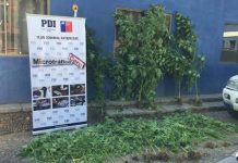 La jubilación no le alcanzaba: PDI DETIENE A ADULTO MAYOR CON DROGA AVALUADA EN 336 MILLONES DE PESOS