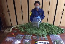 PDI ERRADICA UN FOCO DE VENTA DE CANNABIS SATIVA EN LA LIGUA