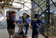 PDI VALPARAÍSO DETUVO A SUJETO QUE TENÍA AVES EN CAUTIVERIO AL INTERIOR DE SU DOMICILIO