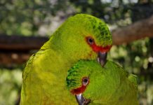 El Primer Centro de Rehabilitación de Fauna Silvestre del País cumple 27 años