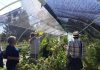CAMPESINOS DE LIMACHE, LA CALERA, QUILLOTA Y SAN ANTONIO SE CAPACITAN EN AGROECOLOGÍA Y AGRICULTURA ORGÁNICA