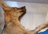 San Felipe: Equipo del centro veterinario municipal rescataron y sanaron a zorro herido