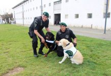 Perros adiestrados de Gendarmería pasan a retiro