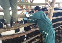 EN RAPA NUI SE INICIÓ OPERATIVO GANADERO PARA IDENTIFICAR Y SANEAR A MIL 300 ANIMALES