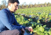 Dr. Carlos Zúñiga: “Un adecuado riego es clave para producir frutilla de calidad”