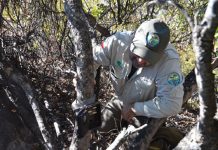 Histórico hallazgo: CONAF confirmó la presencia del felino más pequeño de América en La Campana