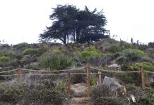 Avanza restauración del Cerro La Cruz en la comuna de Zapallar