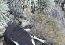 Llay Llay: Alcalde González pide ayuda urgente para ganaderos que han perdido cerca de mil cabezas de ganado a causa de grave sequía