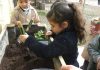 San Felipe: Niños de pre kínder y kínder de la Escuela Almendral aportan al cuidado del medio ambiente plantando hierbas medicinales