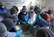 Agricultores de Putaendo se capacitan en la producción de queso de cabra y manipulación de alimentos