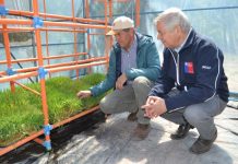 CON FORRAJE HIDROPÓNICO GANADERO DE SAN ESTEBAN LE HACE FRENTE A LA SEQUÍA: PRODUCE 300 KILOS DE ALIMENTO CADA 15 DÍAS