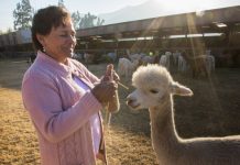 48 ARTESANAS TEXTILES DE LA REGIÓN SON BENEFICIADAS POR ALIANZA ENTRE INDAP E IMPORTANTE EMPRESA DEL RUBRO