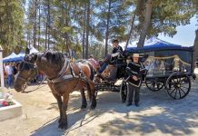 Municipalidad de Zapallar recupera antigua tradición de coche fúnebre tirado por caballos