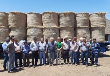 Fedeleche dona más de 20 toneladas de alimento para ganado destinado a ganaderos de Petorca