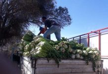 ALIANZA INDAP – LO VALLEDOR PERMITE ENTREGA DE 30 TONELADAS DE ALIMENTO A GANADO DE SAN ESTEBAN Y PETORCA