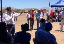 San Esteban: Usuarios de INDAP reciben ayuda comprendida en sacos de pellets de alfalfa para el ganado.