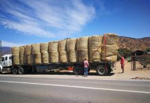 Agricultores compraron bolos de paja de trigo en el Sur a menor costo y trasladaron con apoyo de Intendencia