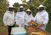 JALEA REAL Y POLINIZACIÓN: LAS ALTERNATIVAS DE LOS APICULTORES DE SAN ANTONIO FRENTE A LA SEQUÍA